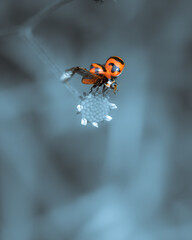 Close up view of a Ladybug is ready to fly 