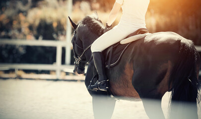 Equestrian sport. Dressage of horses in the arena.