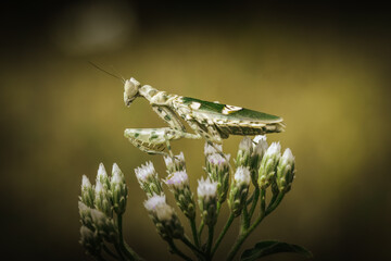 Defensive pose of praying mantis sitting on plant