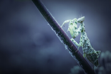 Beautiful macro art of praying mantis is ready to fight