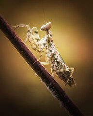 Beautiful macro art of praying mantis is ready to fight