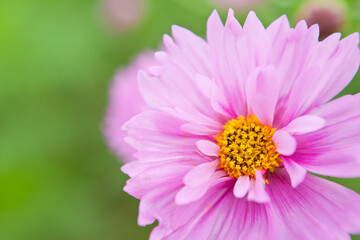 八重のコスモスの花をクローズアップ	