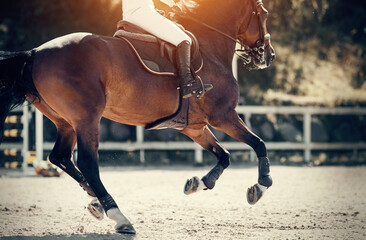 Equestrian sport. Galloping horse.