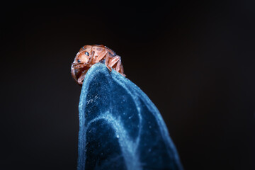 Close up image of ladybird sitting at the edge of leaf