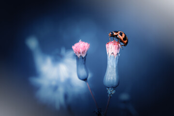 Close up image of cute ladybird sitting at the top of flower bud