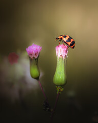 Close up image of cute ladybird sitting at the top of flower bud