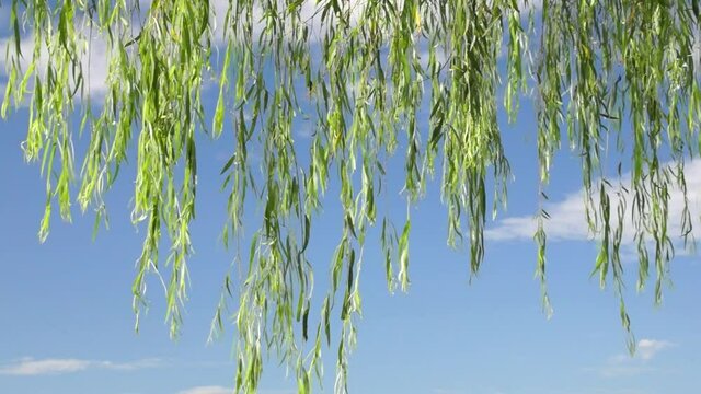 風に揺れる柳の葉