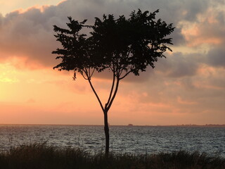 beach tree sunrise