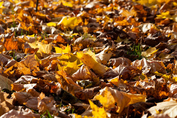 autumn yellow foliage