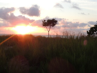 beach tree sunrise