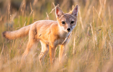 Endangered swift fox in the wild