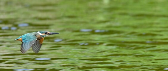 グリーンの水面をバックにさっそうと飛ぶカワセミ幼鳥オス