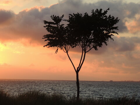 beach tree