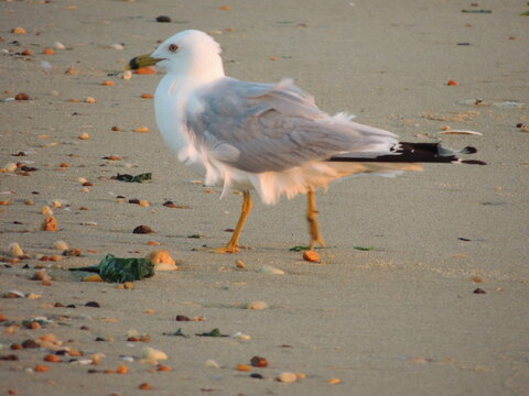 seagull walking