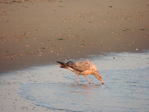 seagull eating