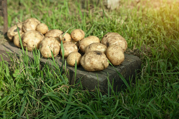 crop: white potatoes close-up. the products are ready for export. import of seasonal goods.