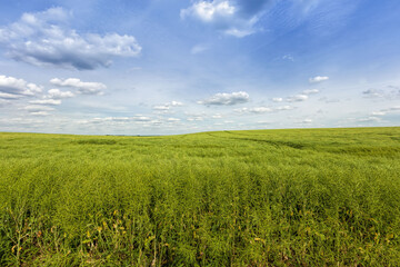 Obraz premium an agricultural field