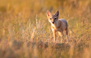 Endangered swift fox in the wild