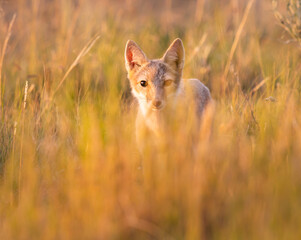 Endangered swift fox in the wild