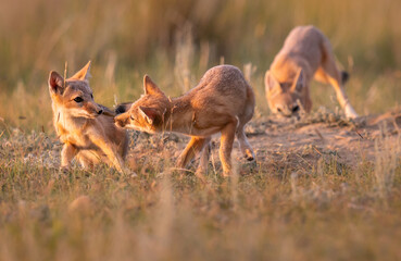 Endangered swift fox in the wild