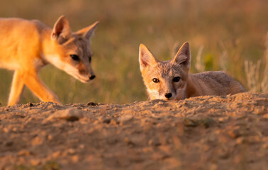 Fototapeta premium Endangered swift fox in the wild