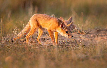 Endangered swift fox in the wild
