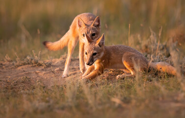 Endangered swift fox in the wild