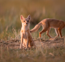 Endangered swift fox in the wild