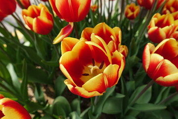 Fototapeta premium Red&Yellow Tulip