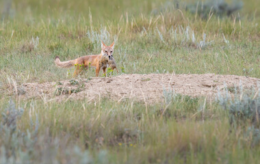 Endangered swift fox in the wild