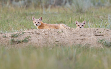 Endangered swift fox in the wild