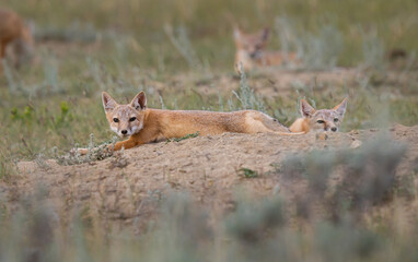 Endangered swift fox in the wild