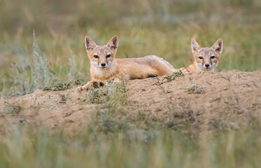 Fototapeta na wymiar Endangered swift fox in the wild