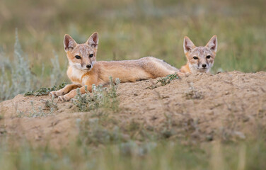Endangered swift fox in the wild