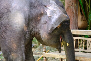 Fototapeta premium close up elephant and thailand elephant background