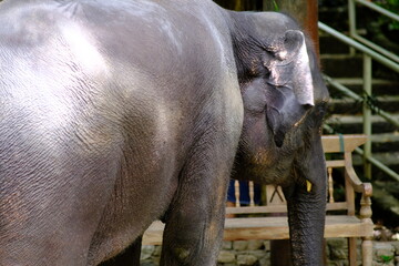 Fototapeta premium close up elephant and thailand elephant background
