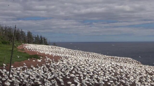 Northern Gannets Colony on Bonaventure Island, Quebec