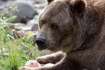 Summer Berry Bear Treat