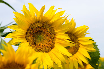bright details of sunflower