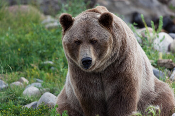 Sitting Grizzly Bear