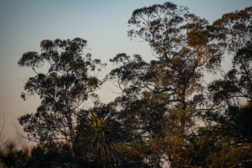arboles en contraste al cielo en un atardecer de verano 