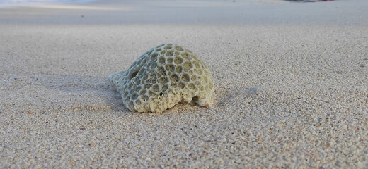 coral rocks on the beach sand