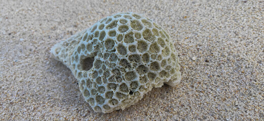 coral rocks on the beach sand