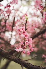 Fototapeta premium Pink Cherry Blossom