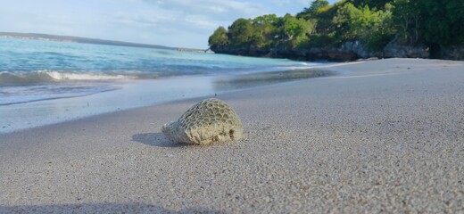 coral rocks on the beach sand