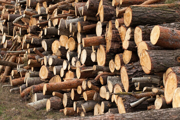 trees during logging