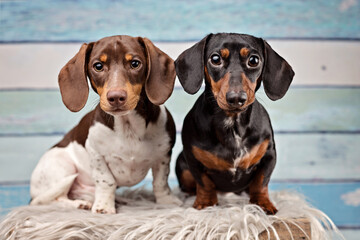 Dachshunds in the studio
