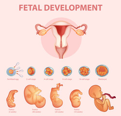 Stages human embryonic development