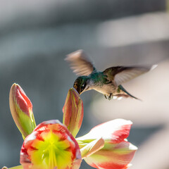 
colorful plumage hummingbird flying and feeding on the flower nectar