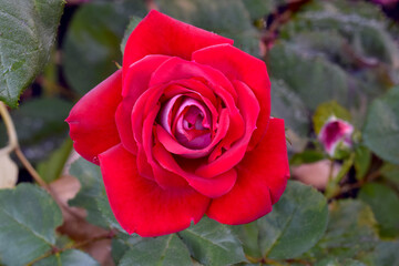 Razzle Dazzle Red Rose Face 02